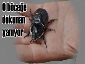 Gergedan böceği ticaretine 38 bin 751 lira idari para cezası