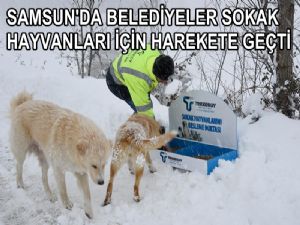 Samsun'da Belediye Ekiplerinden Sokak Hayvanlarına Yiyecek