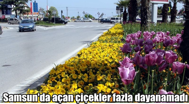 Samsun'da açan çiçekler dayanamadı