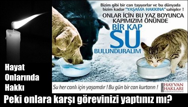 Sokak Hayvanları için çağrıda bulundular
