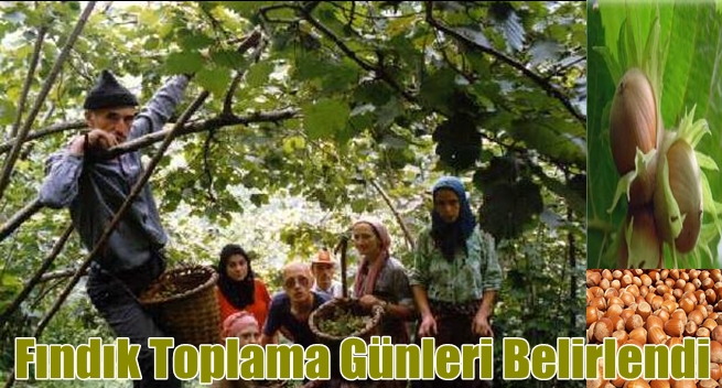 Fındık toplama günleri belirlendi
