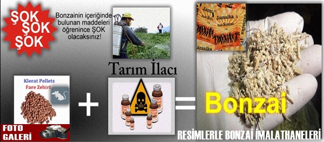 BONZAİ GERÇEĞİ VE ÖLÜMÜN DİĞER ADI