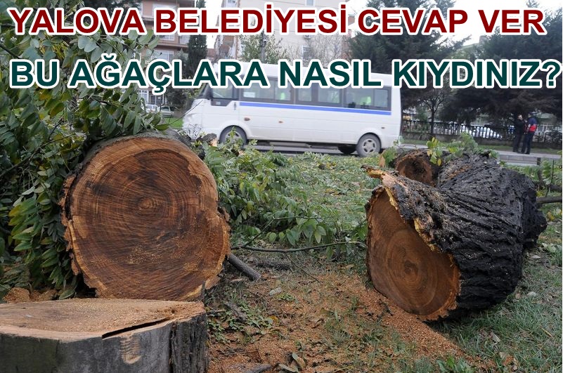 Yalova Belediyesinden Ağaç Kıyımı