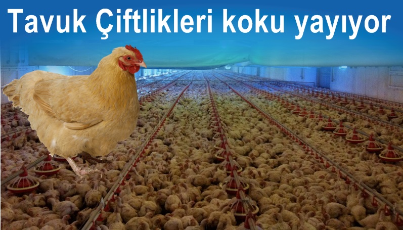 Kavak'ta Tavuk Çiftliklerinden gelen kötü kokuya tepki