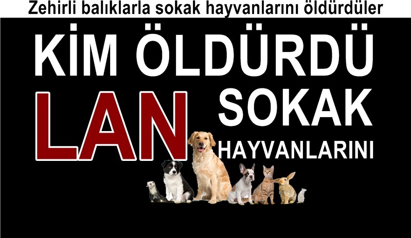 Vicdansızlar Sokak Hayvanlarını Zehirleyip Öldürdüler