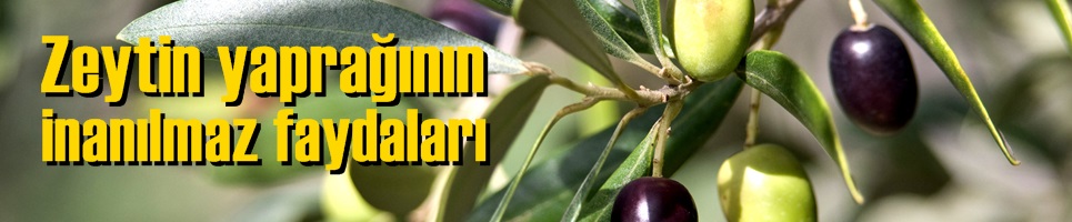 ZEYTİN YAPRAĞININ FAYDALARINA ŞAŞIRACAKSINIZ
