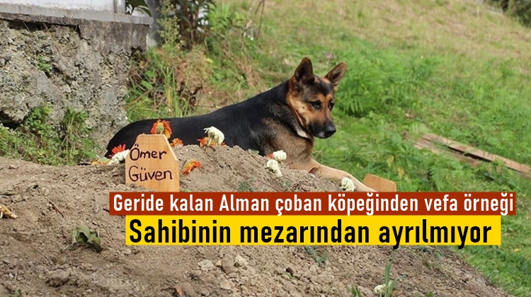 Alman çoban köpeğinden vefat eden sahibine vefa örneği