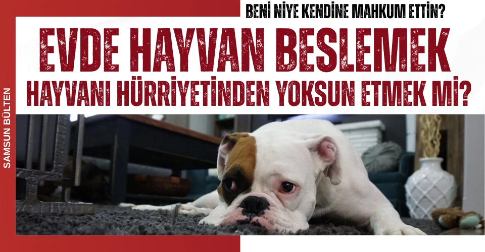 Evde Hayvan Sahiplenmek Özgürlük Mü, Esaret Mi?