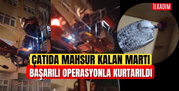 Samsunun İlkadım İlçesinde Çatı'da mahsur kalan martı'yı itfaiye erleri kurtardı