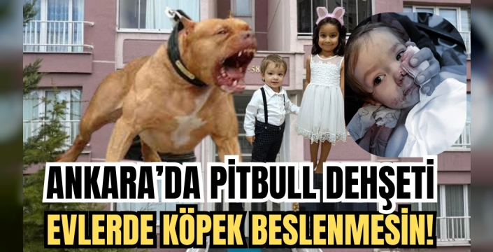 Ankara'da Pitbull Dehşeti: İki Çocuğa Saldırdı, 'Evde Tehlikeli Hayvan Beslenmesi' Tartışması Büyüyor