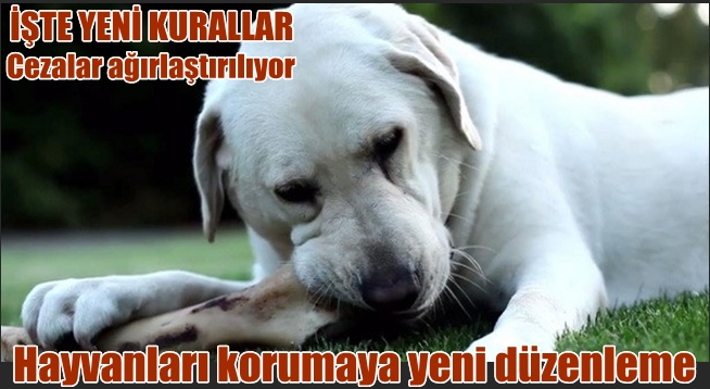 Hayvan haklarında önemli gelişme