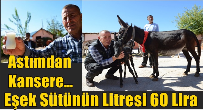 Merkep sütüne rağbet başladı